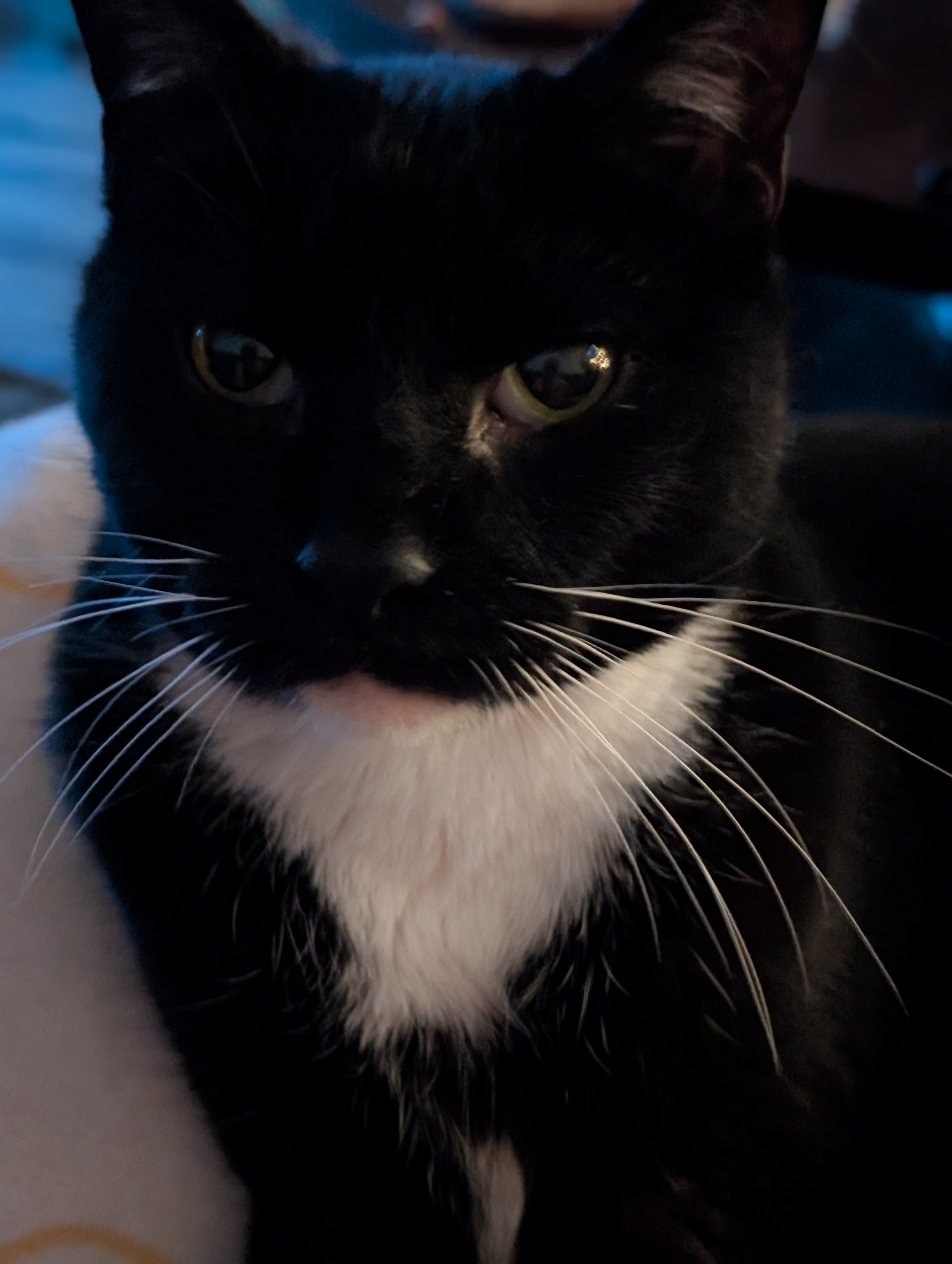 My cat Dinah laying on my lap on the couch. The view is a close up of her face showing her long whiskers and relaxed expression.