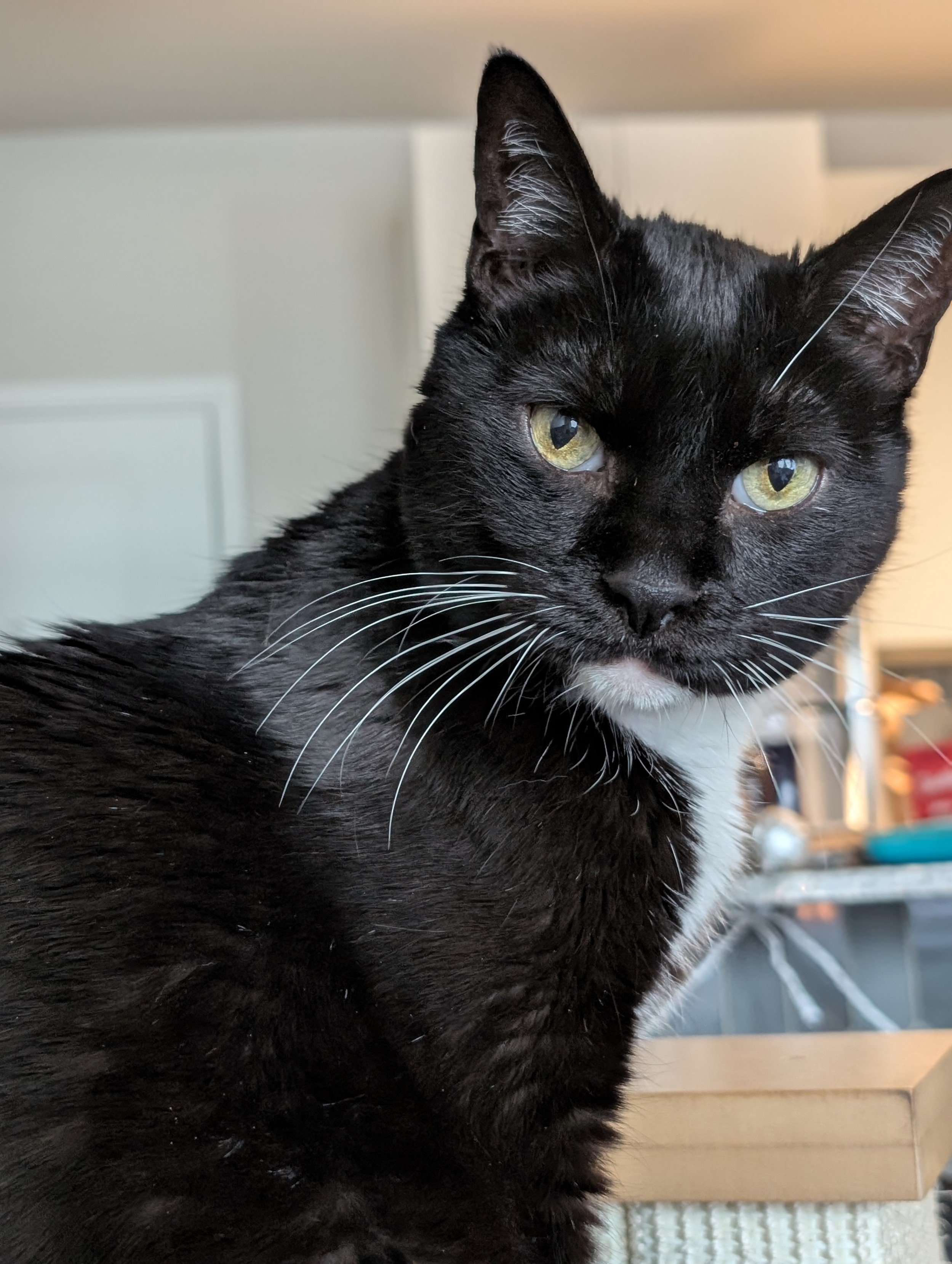 My tuxedo cat Dinah is staring directly at the camera while sitting on the couch armrest with the background blurred.